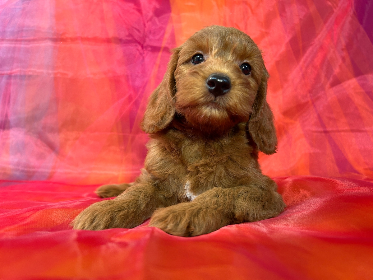 Dark Red Miniature Goldendoodle Puppy for Sale DOB 4-22-2025 $1200